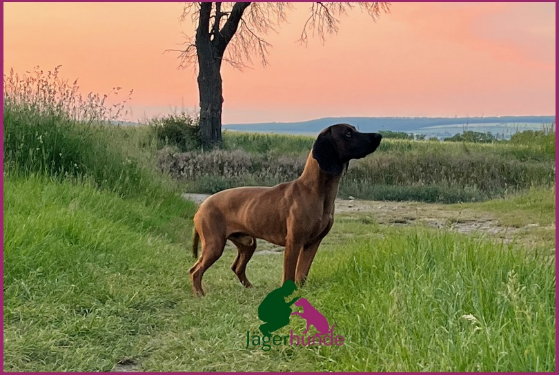 Bruno Bayerische Gebirgsschweißhund 